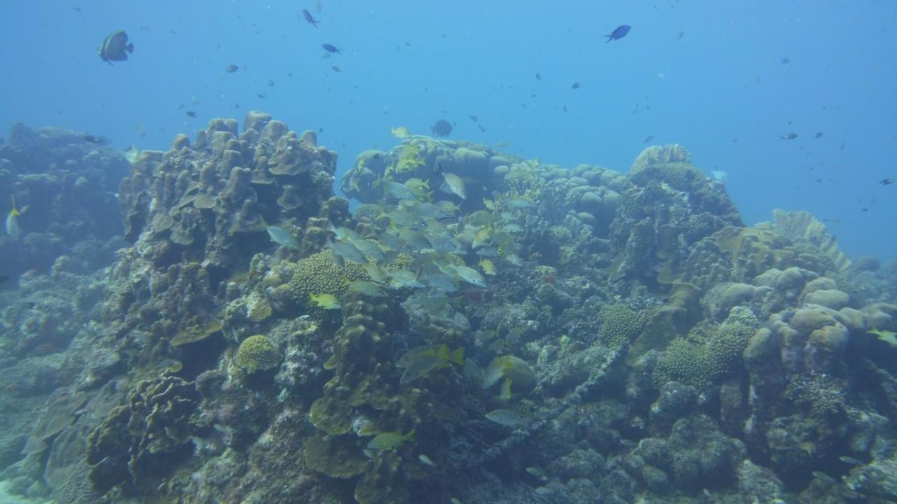 Marazul Dive Resort. 3 Bedroom Seafront House. Dive, Snorkel, Enjoy Amazing Sunsets Westpunt 외부 사진