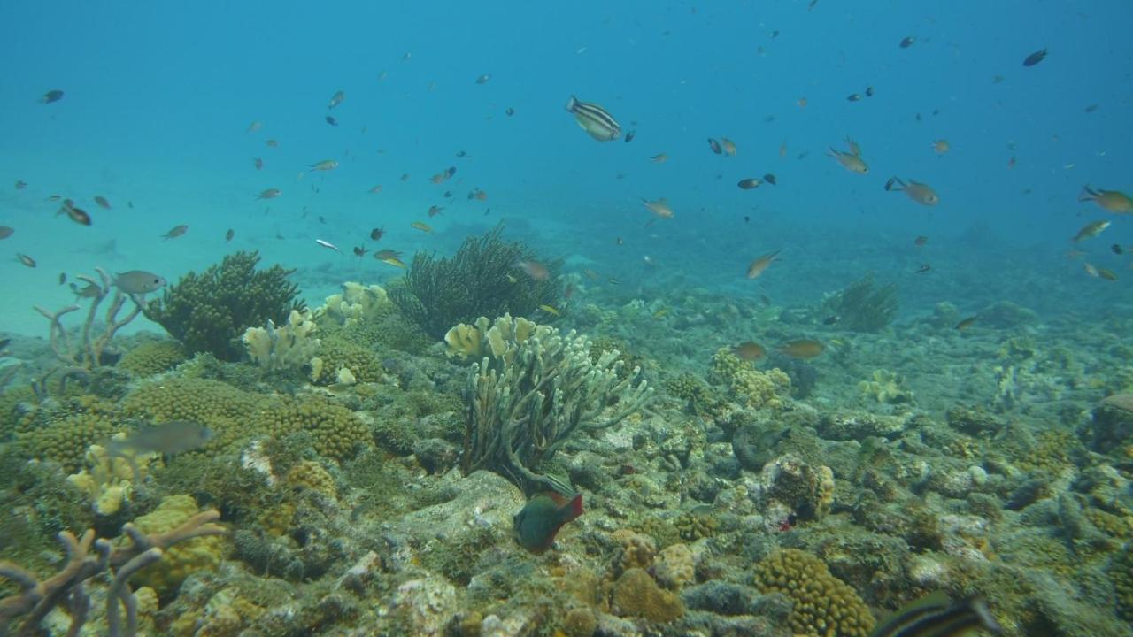 Marazul Dive Resort. 3 Bedroom Seafront House. Dive, Snorkel, Enjoy Amazing Sunsets Westpunt 외부 사진